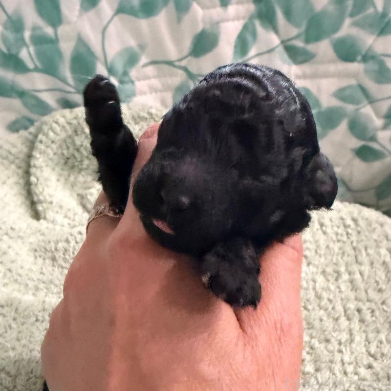 販売中の千葉県のトイプードル-439487の2枚目