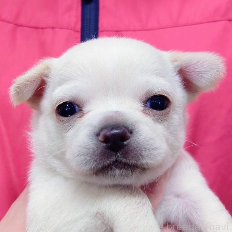 販売中の山口県のチワワ(スムースコート)-439488の1枚目