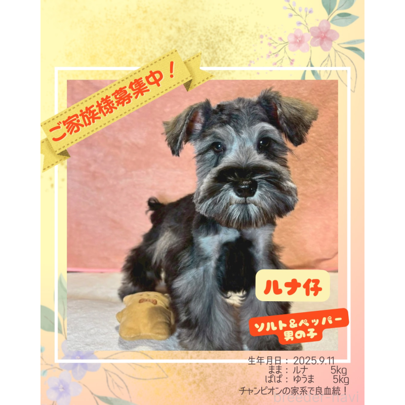 成約済の大阪府のミニチュアシュナウザー-429217の1枚目