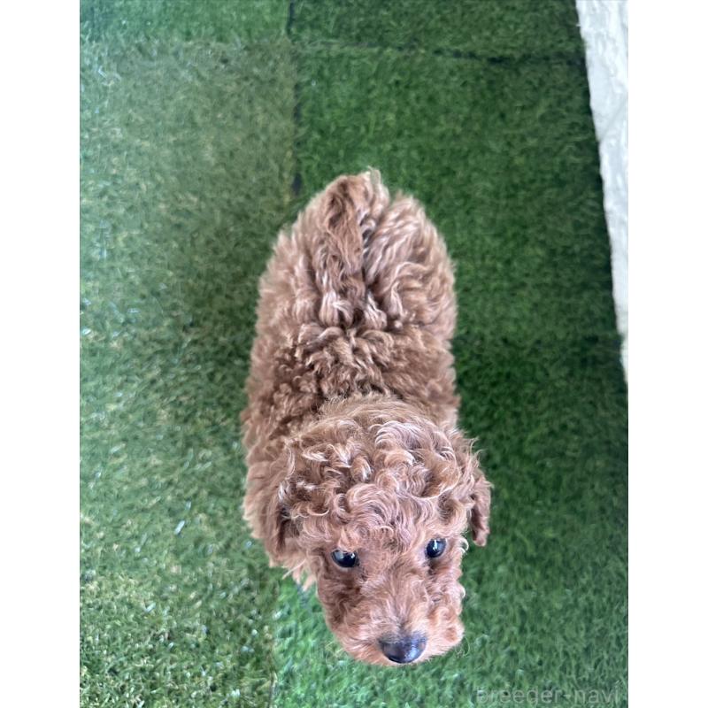 販売中の東京都のタイニープードル-439492の5枚目