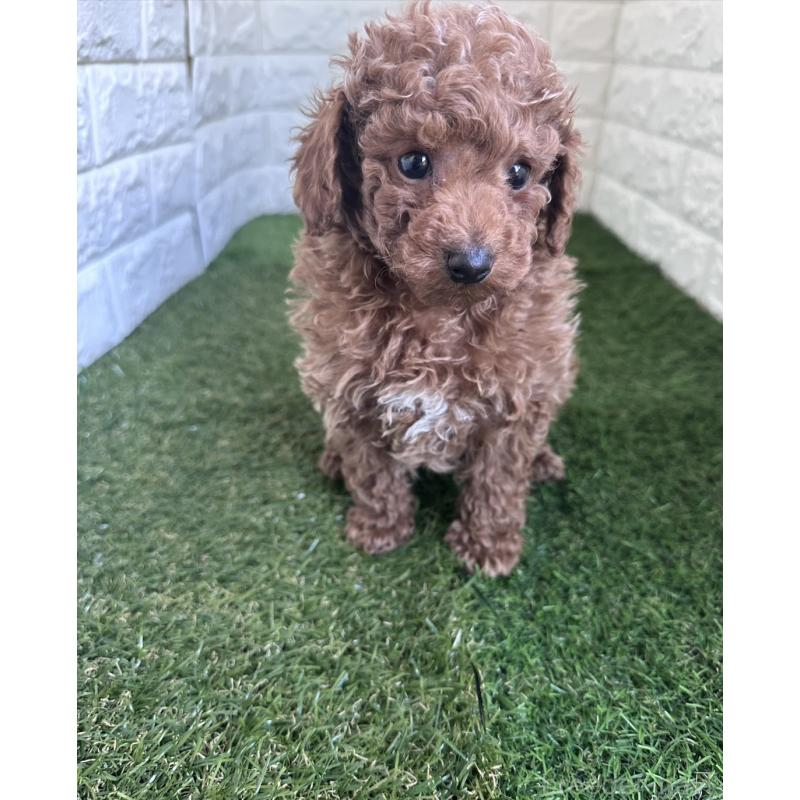 販売中の東京都のタイニープードル-439492の3枚目