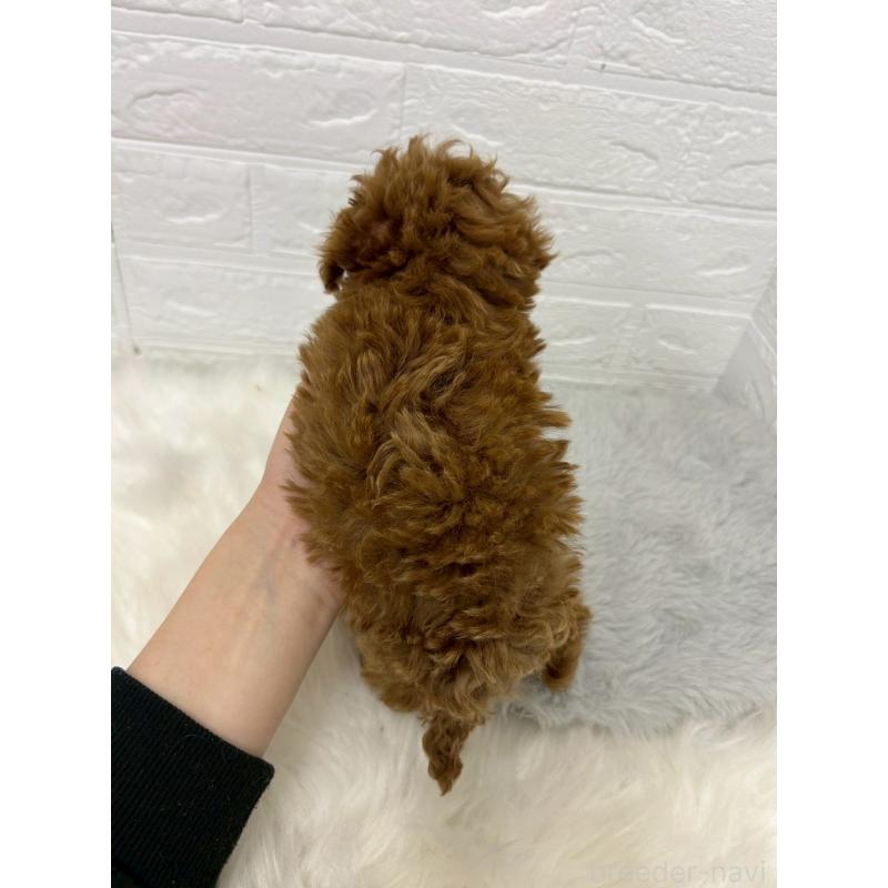 販売中の東京都のタイニープードル-439492の2枚目