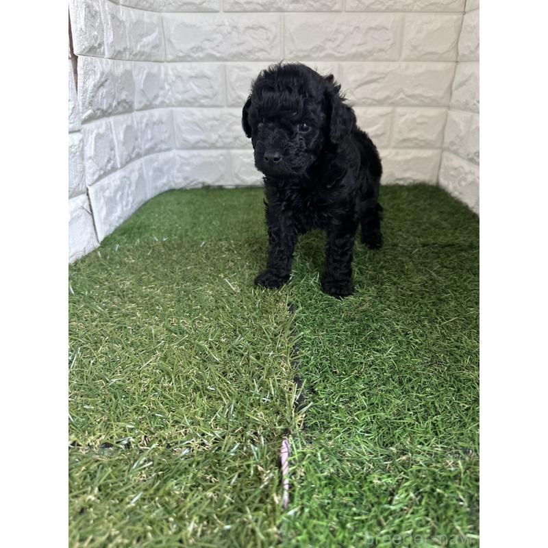 販売中の東京都のタイニープードル-439493の7枚目