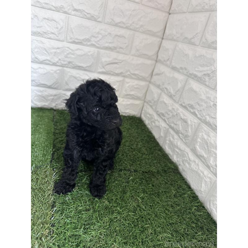 販売中の東京都のタイニープードル-439493の6枚目