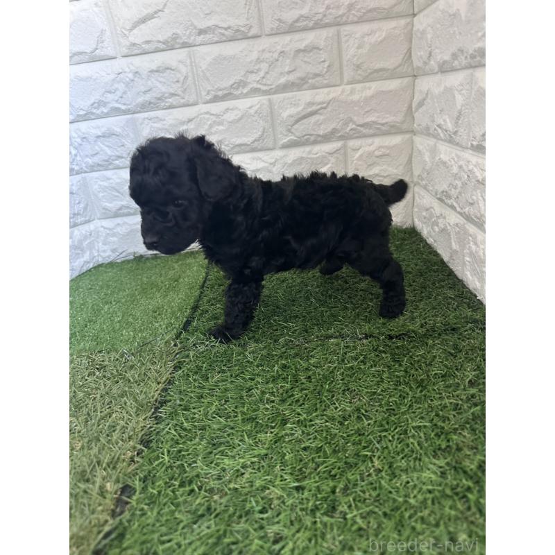 販売中の東京都のタイニープードル-439493の5枚目