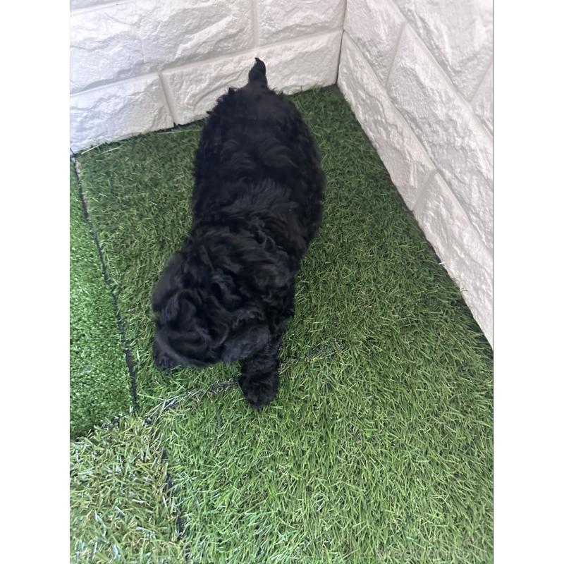 販売中の東京都のタイニープードル-439493の4枚目