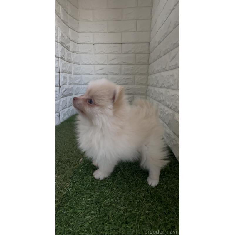 販売中の東京都のポメラニアン-439495の7枚目