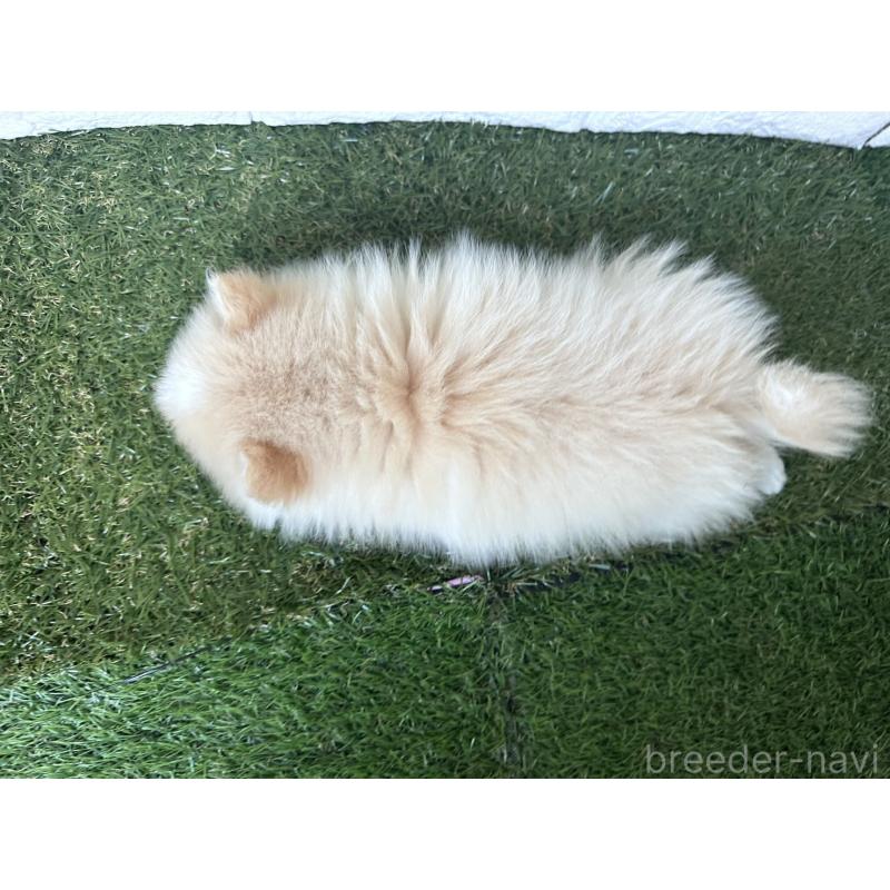 販売中の東京都のポメラニアン-439495の6枚目