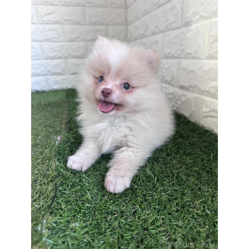 販売中の東京都のポメラニアン-439495の5枚目