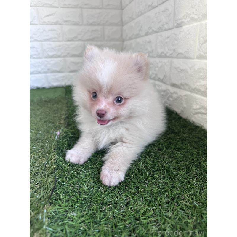 販売中の東京都のポメラニアン-439495の4枚目