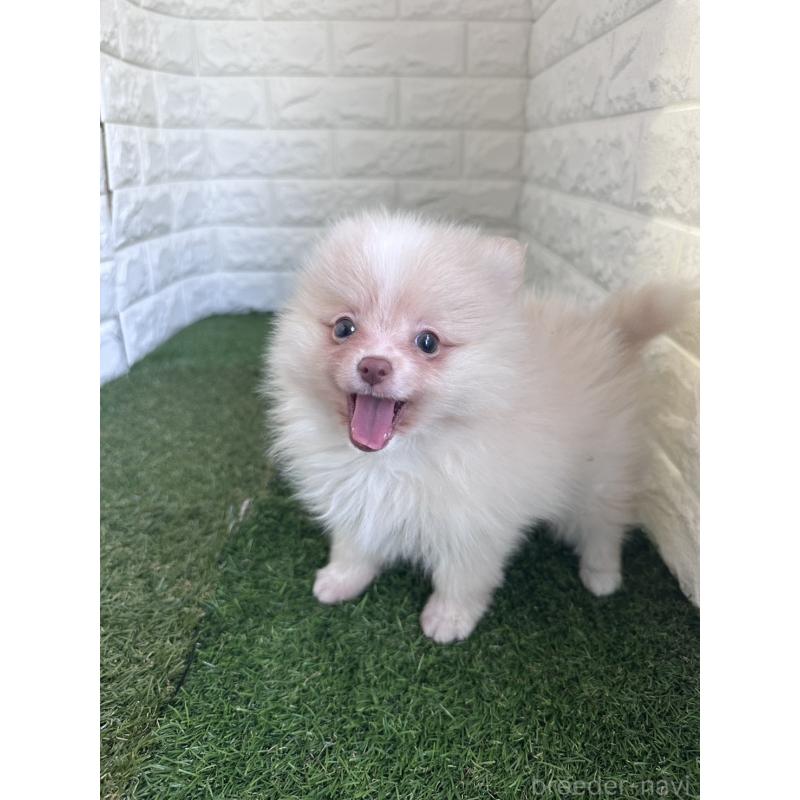 販売中の東京都のポメラニアン-439495の3枚目