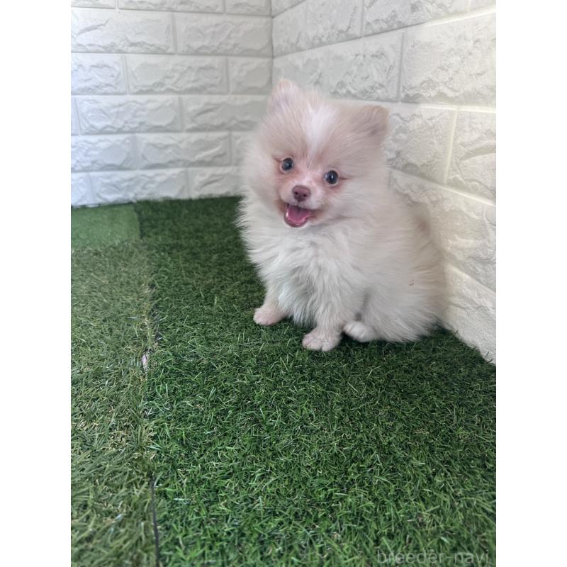 販売中の東京都のポメラニアン-439495の2枚目