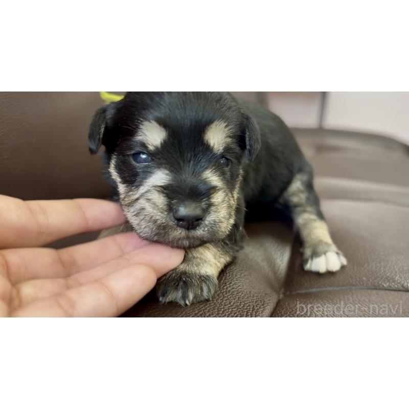 販売中の滋賀県のミニチュアシュナウザー-439496の5枚目