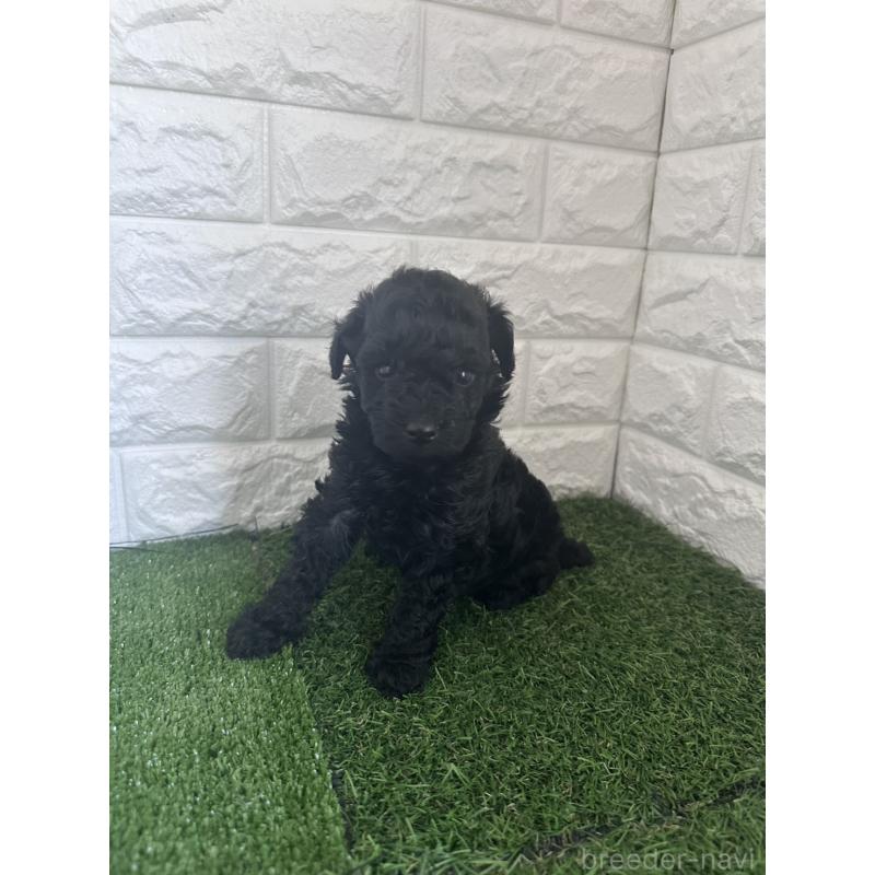 販売中の岡山県のタイニープードル-439497の4枚目