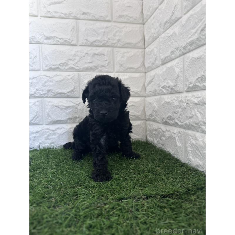 販売中の岡山県のタイニープードル-439497の3枚目