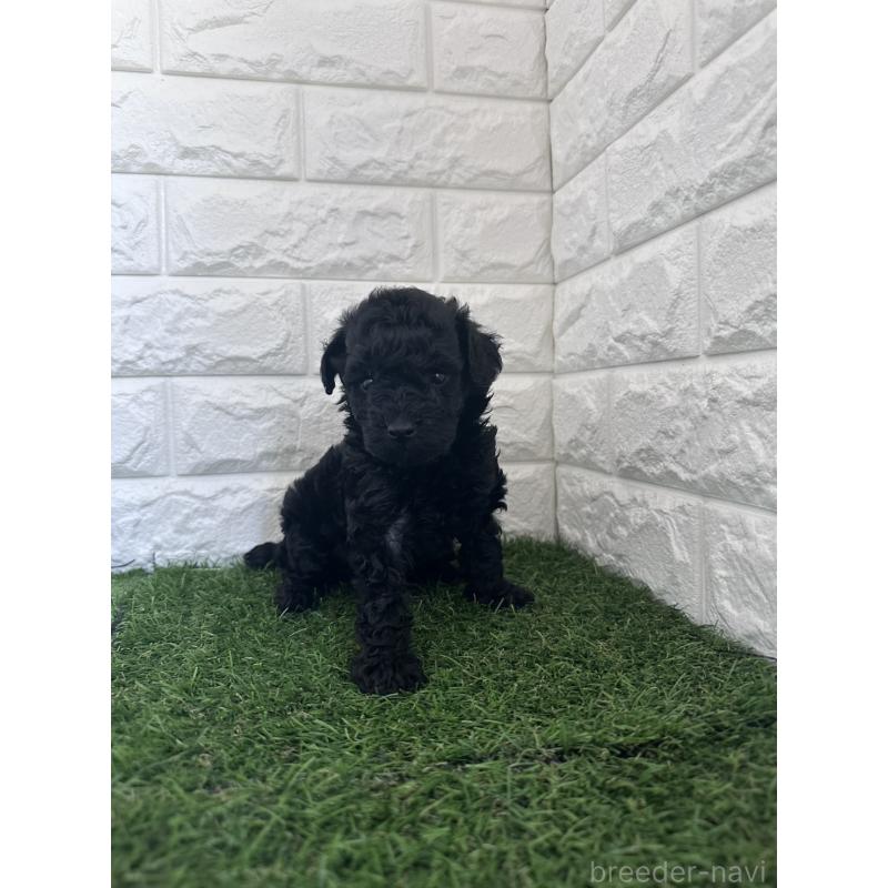 販売中の岡山県のタイニープードル-439497の2枚目