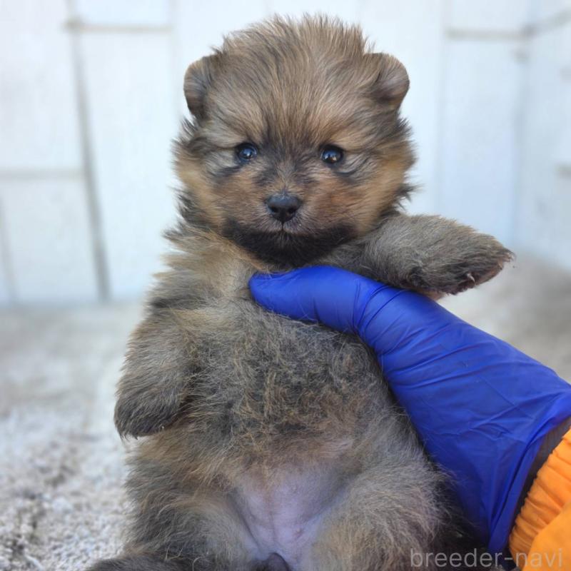 販売中の茨城県のポメラニアン-439499の9枚目