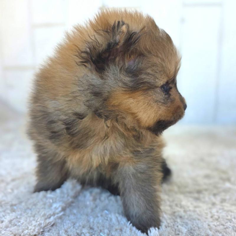 販売中の茨城県のポメラニアン-439499の10枚目