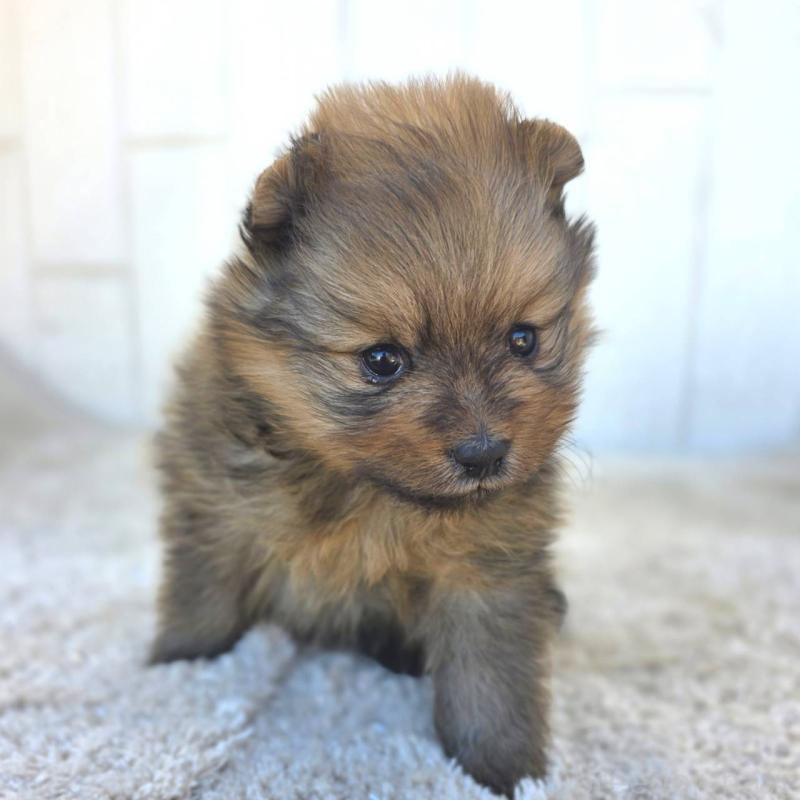 販売中の茨城県のポメラニアン-439499の8枚目