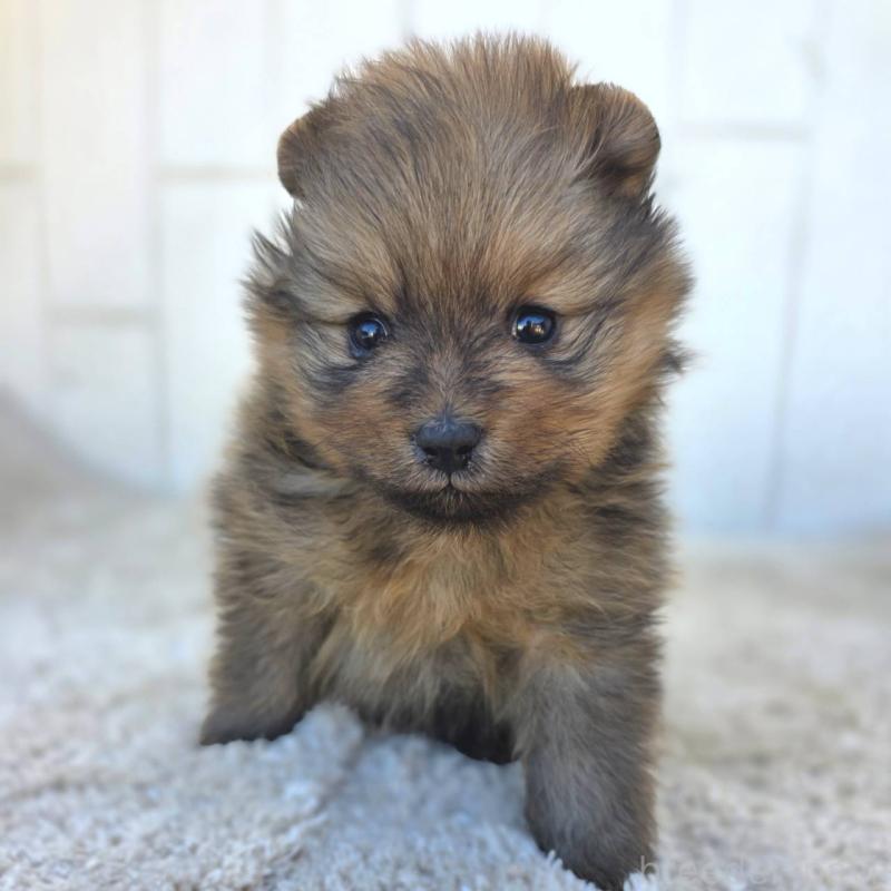 販売中の茨城県のポメラニアン-439499の7枚目