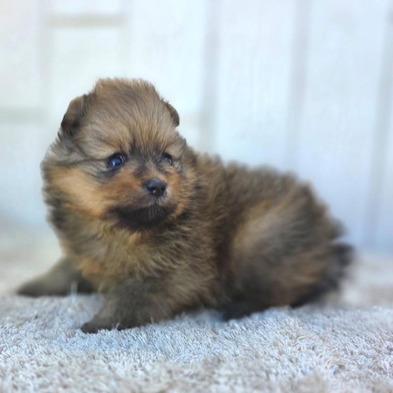 販売中の茨城県のポメラニアン-439499の4枚目