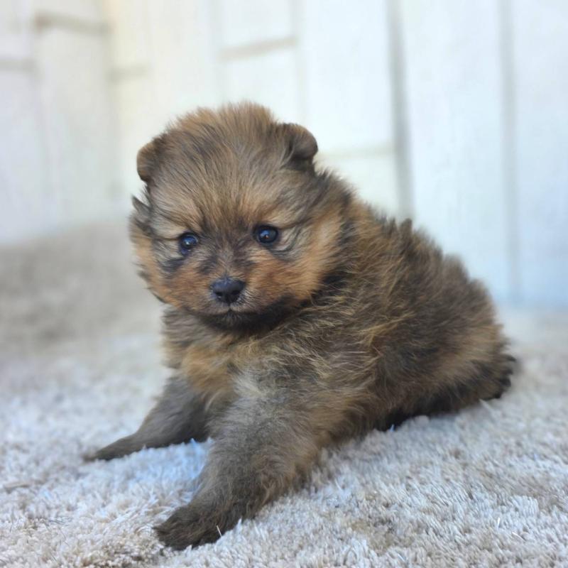 販売中の茨城県のポメラニアン-439499の3枚目