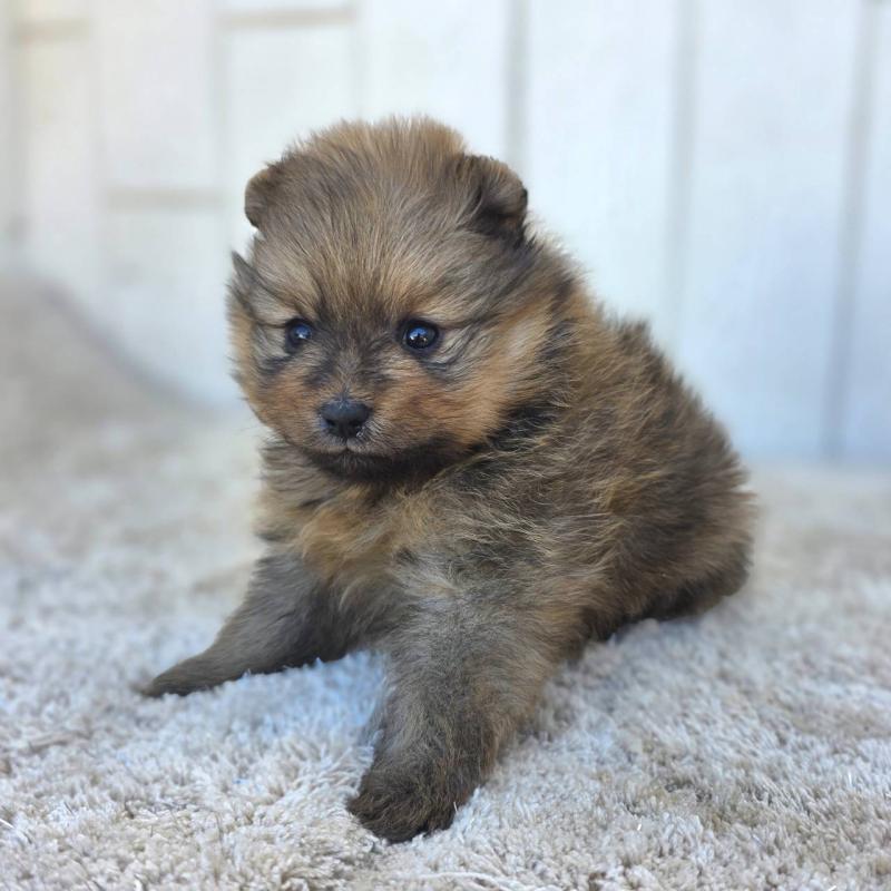 販売中の茨城県のポメラニアン-439499の2枚目