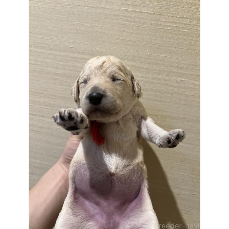 販売中の静岡県のラブラドゥードル:ラブラドールレトリーバー×プードル-439500の3枚目