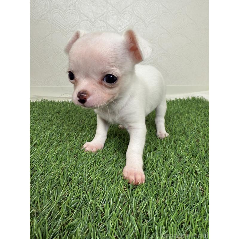 販売中の福岡県のチワワ(スムースコート)-435520の3枚目