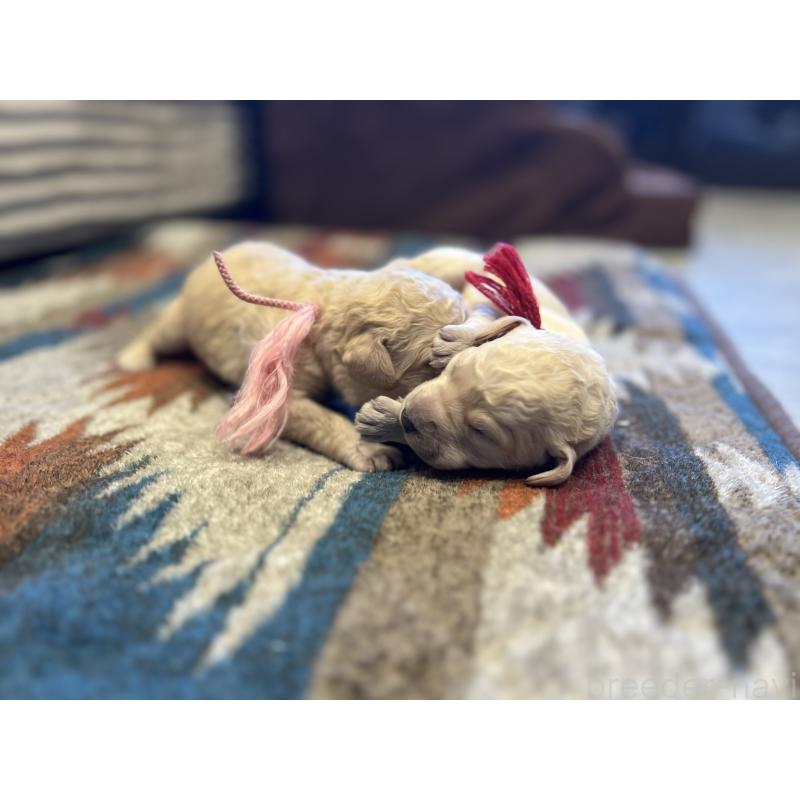 販売中の静岡県のラブラドゥードル:ラブラドールレトリーバー×プードル-439500の2枚目