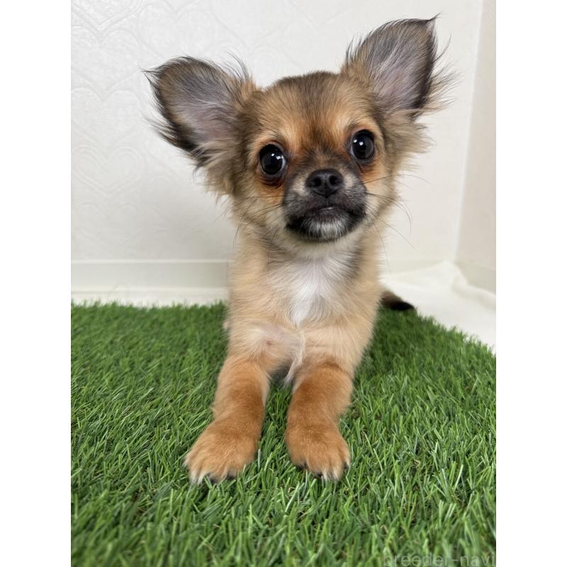 販売中の福岡県のチワワ(ロングコート)-420331の2枚目