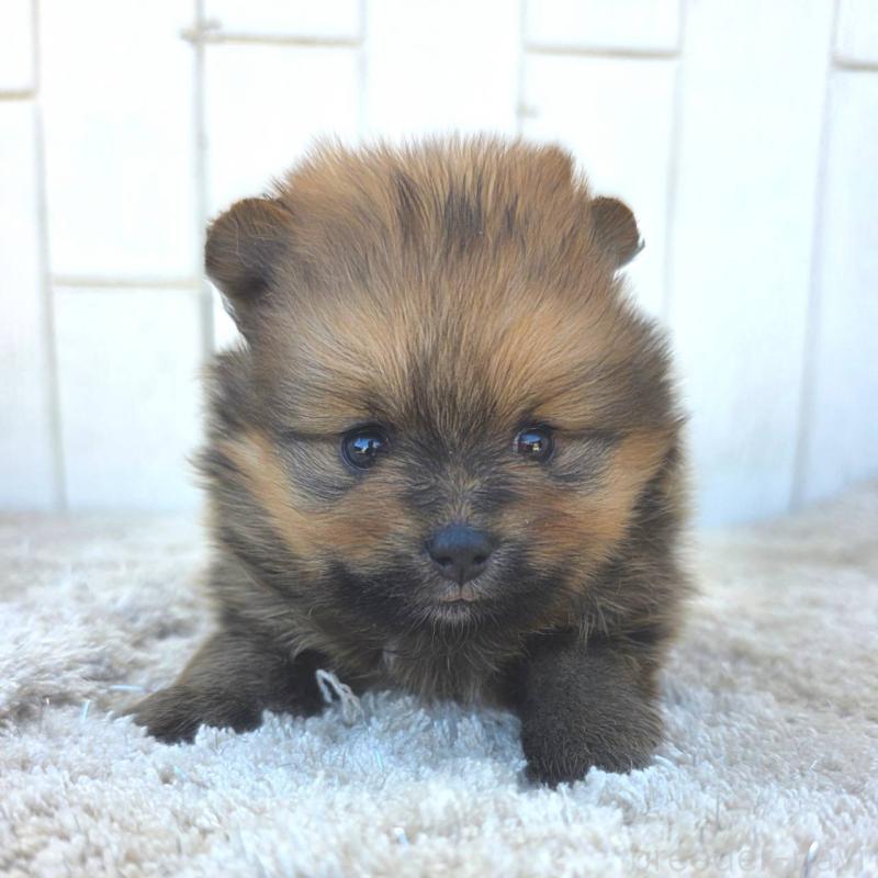 販売中の茨城県のポメラニアン-439501