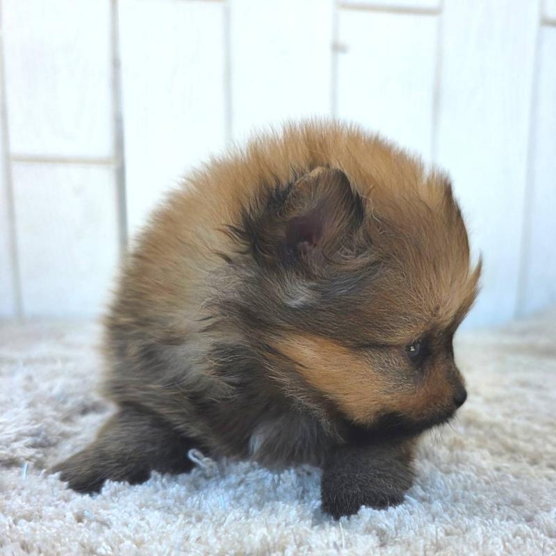 販売中の茨城県のポメラニアン-439501の7枚目