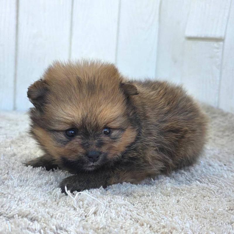 販売中の茨城県のポメラニアン-439501の6枚目