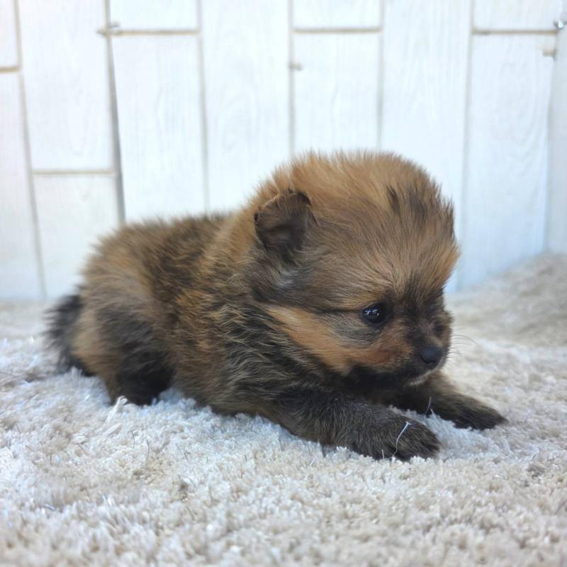 販売中の茨城県のポメラニアン-439501の4枚目