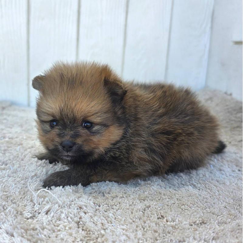 販売中の茨城県のポメラニアン-439501の3枚目