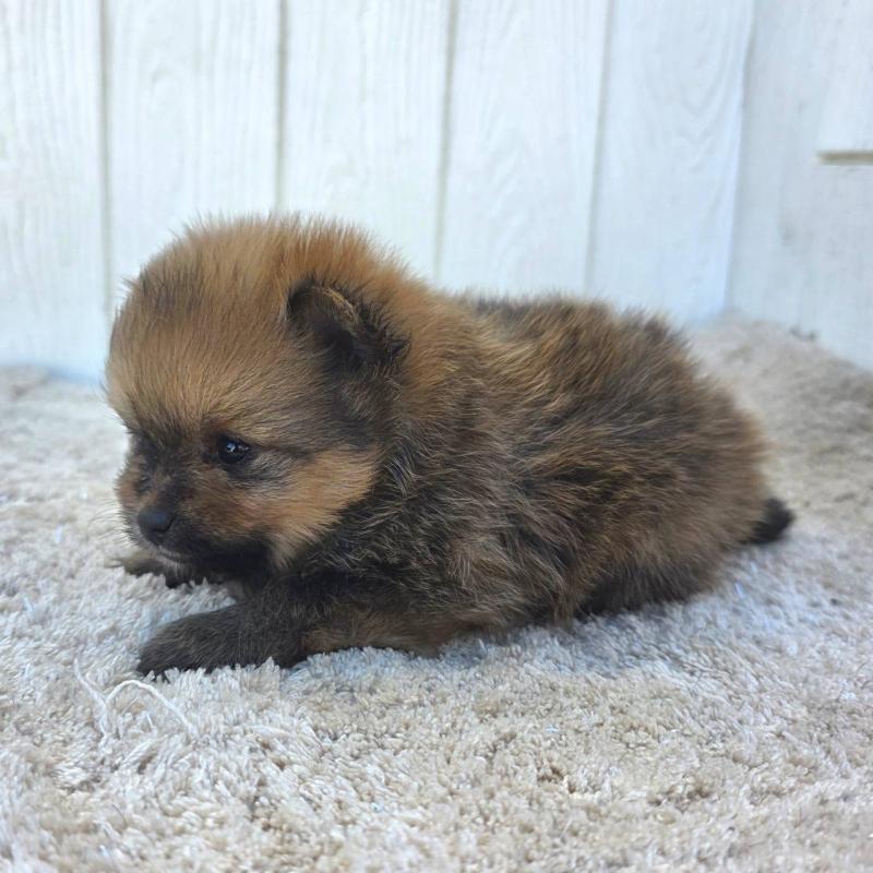 販売中の茨城県のポメラニアン-439501の2枚目