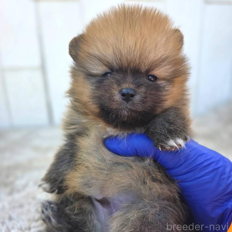 販売中の茨城県のポメラニアン-439502の1枚目