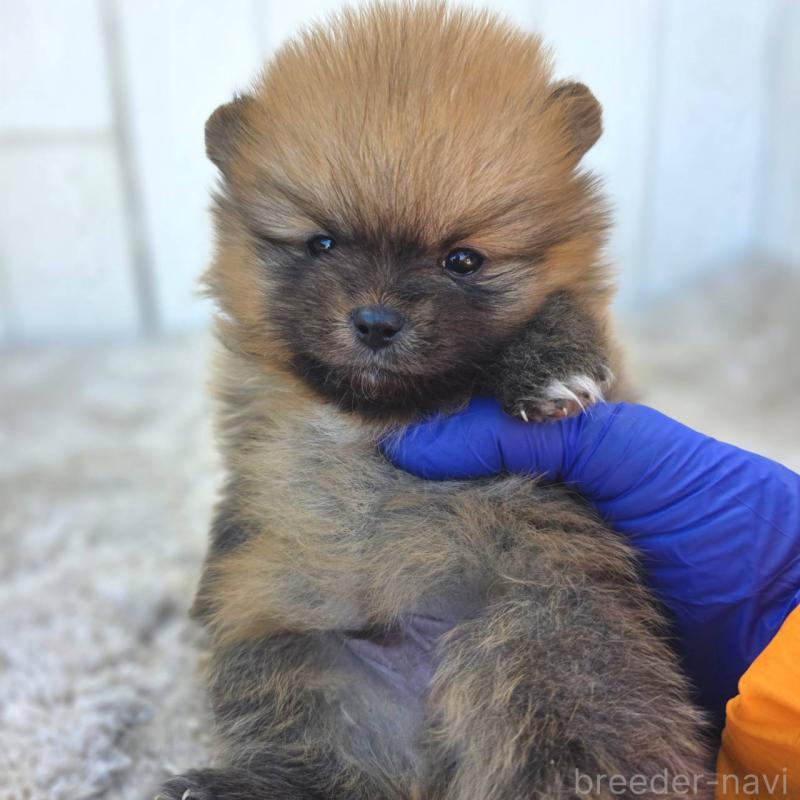 販売中の茨城県のポメラニアン-439502の12枚目