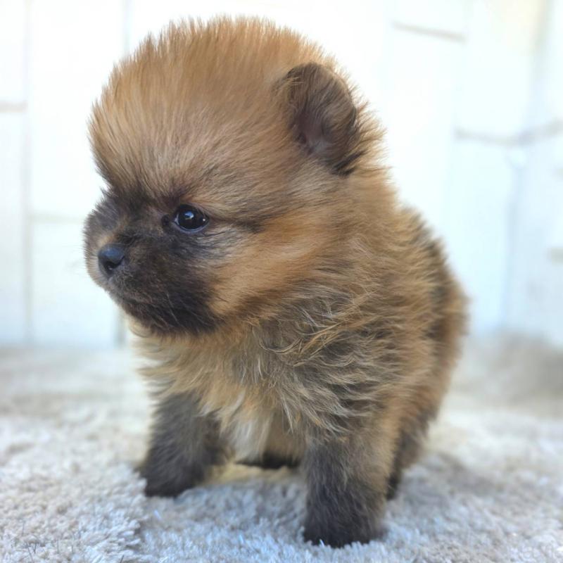 販売中の茨城県のポメラニアン-439502の10枚目