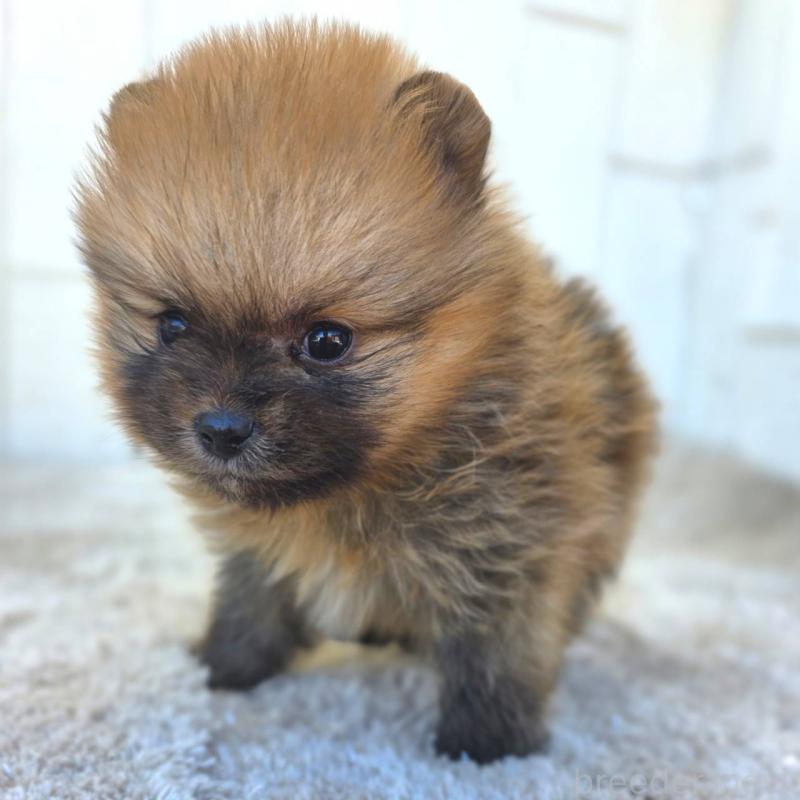 販売中の茨城県のポメラニアン-439502の11枚目