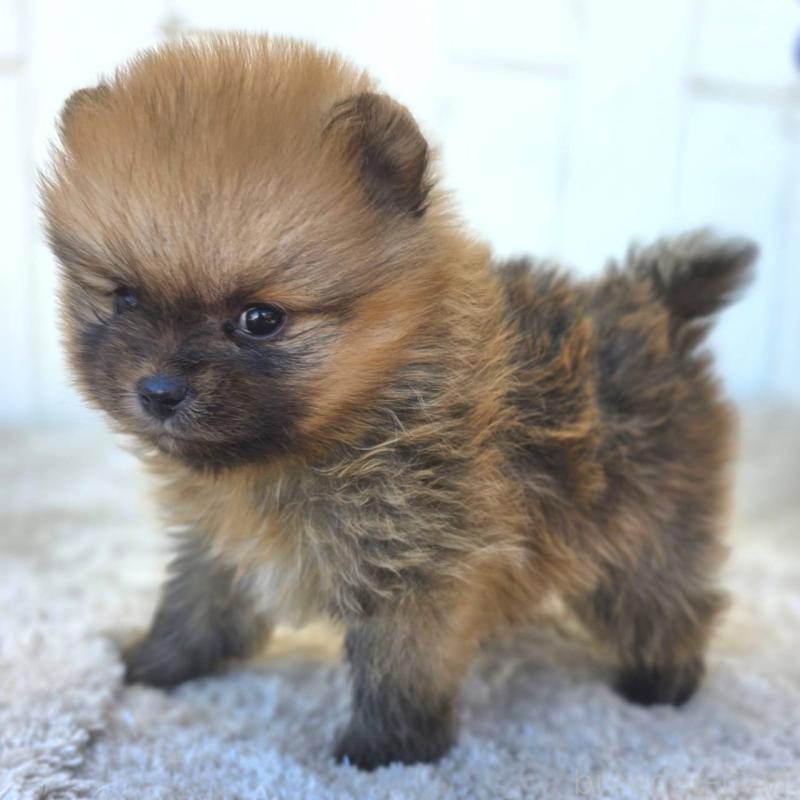 販売中の茨城県のポメラニアン-439502の8枚目