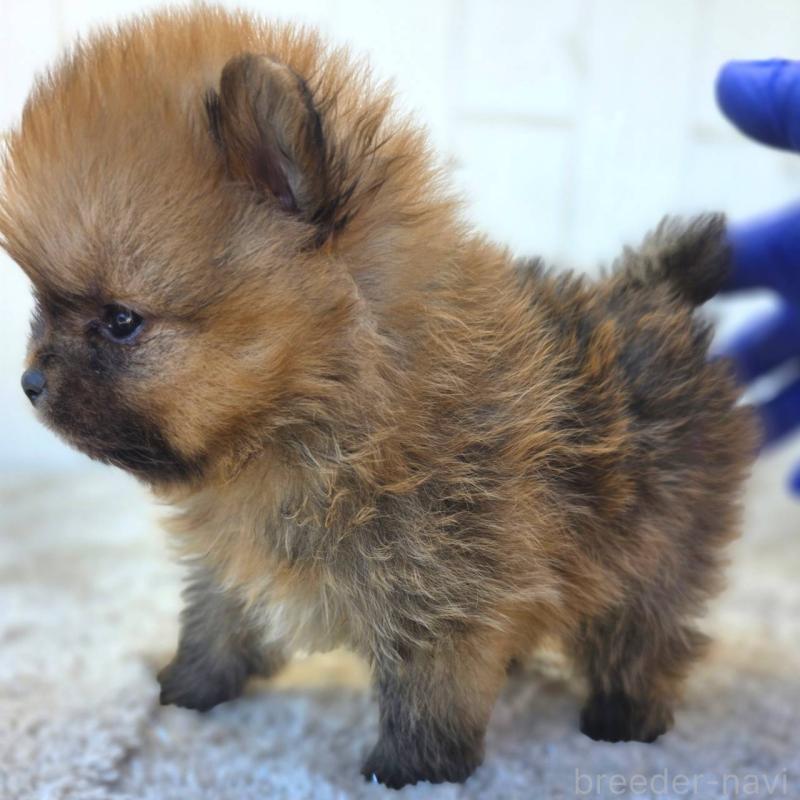 販売中の茨城県のポメラニアン-439502の7枚目