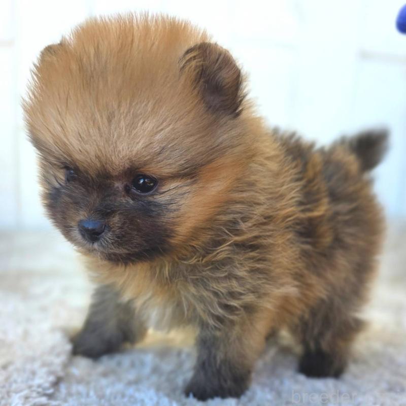 販売中の茨城県のポメラニアン-439502の6枚目