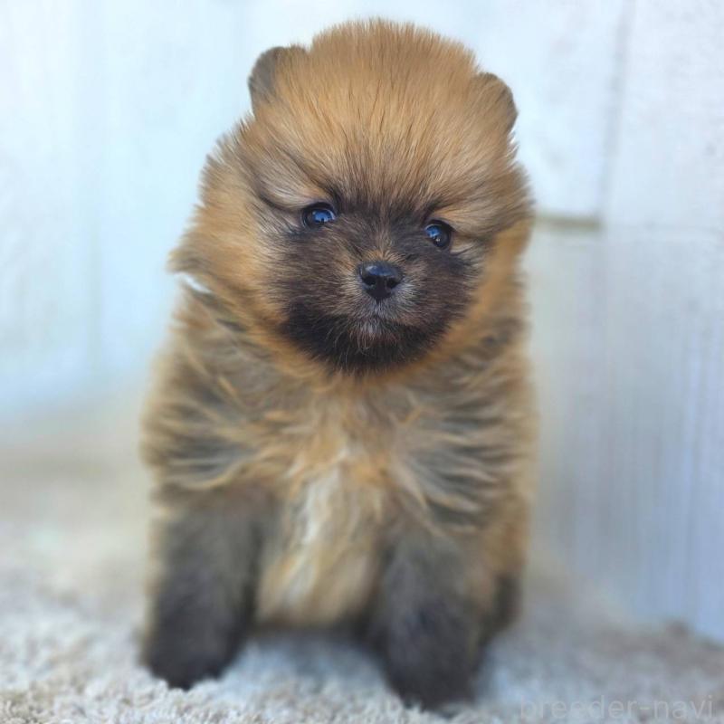 販売中の茨城県のポメラニアン-439502の5枚目