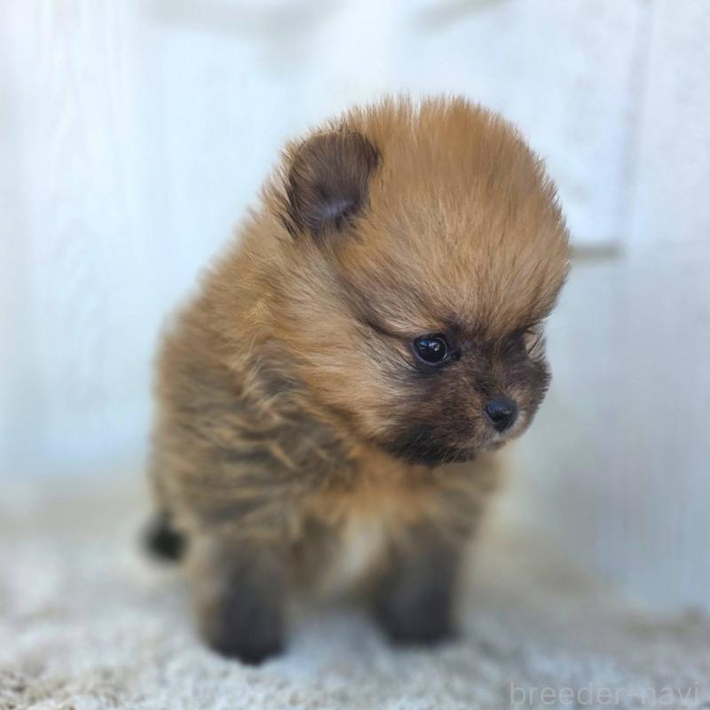 販売中の茨城県のポメラニアン-439502の4枚目