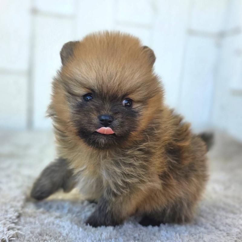 販売中の茨城県のポメラニアン-439502の3枚目