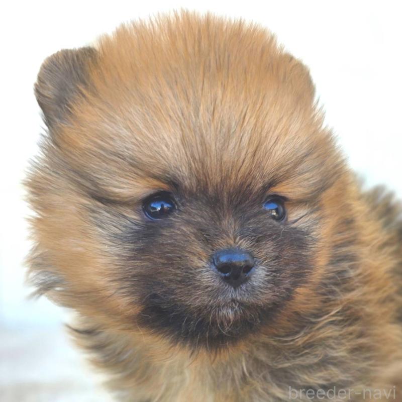 販売中の茨城県のポメラニアン-439502の2枚目