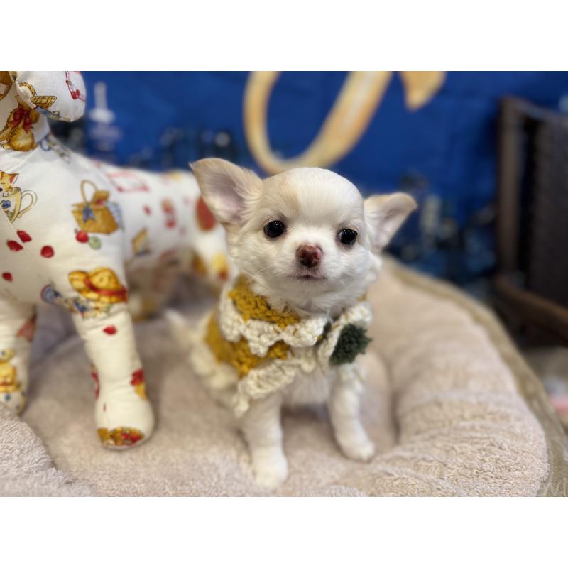 販売中の秋田県のチワワ(ロングコート)-439503の5枚目