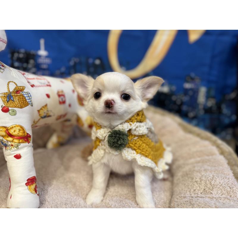 販売中の秋田県のチワワ(ロングコート)-439503の4枚目